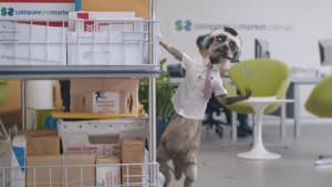 Meerkat on another escapade....this time to sell health insurance